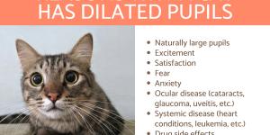 Why Does My Cat Have Dilated Pupils?