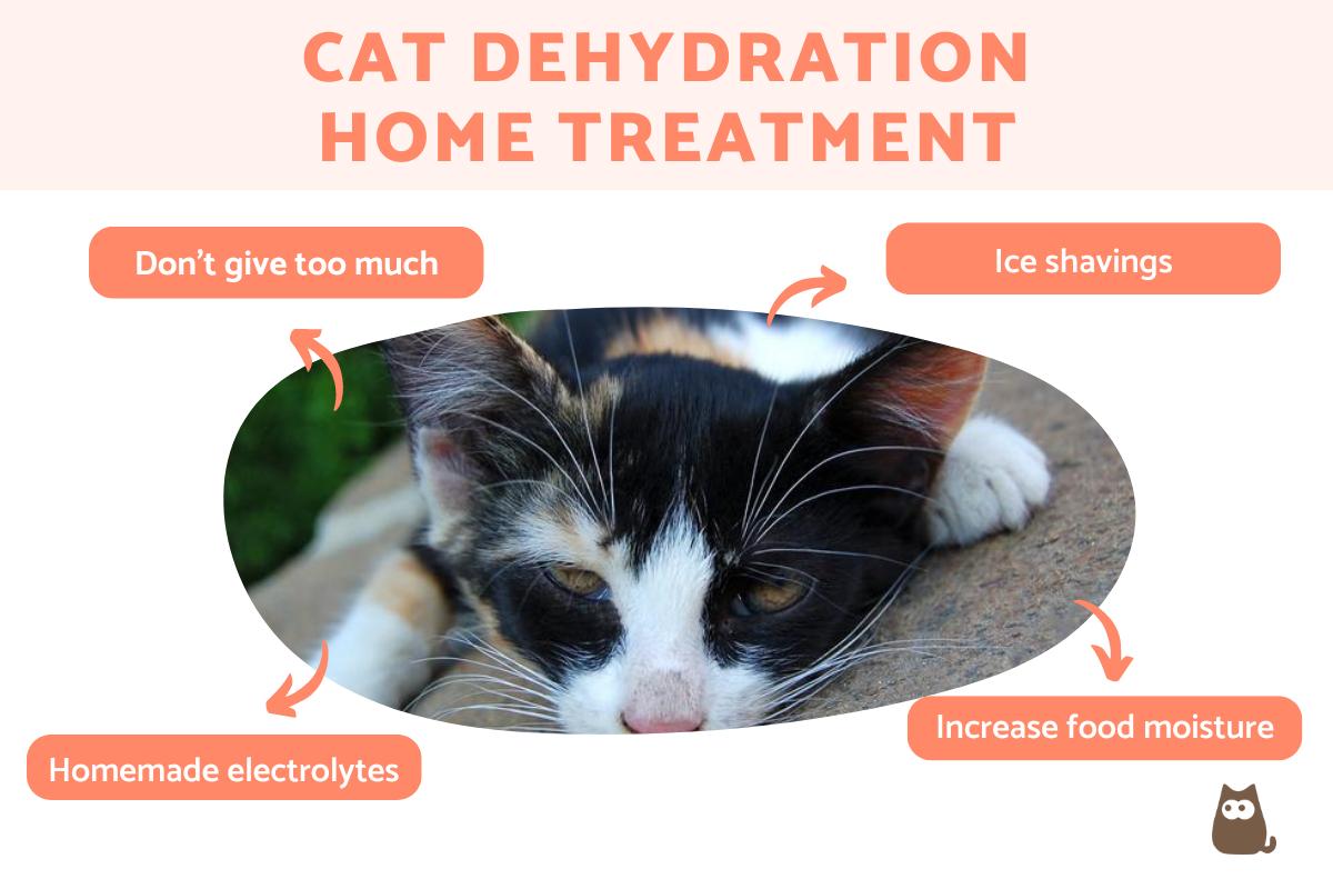 Cat Dehydration Home Treatment Options