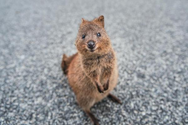 Can You Have a Quokka as a Pet?