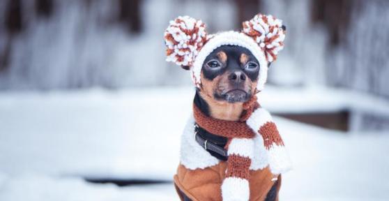 Do Dogs Need to Wear a Winter Coat?