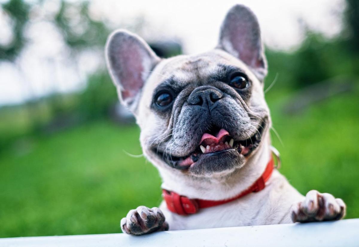 Names for Bulldogs - Over 200 Names for all Bulldog Types
