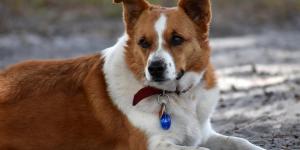 My Dog Has Leg Cramps - Causes and Treatment