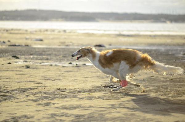 My Dog Has Leg Cramps - Causes and Treatment - Symptoms of leg cramps in dogs