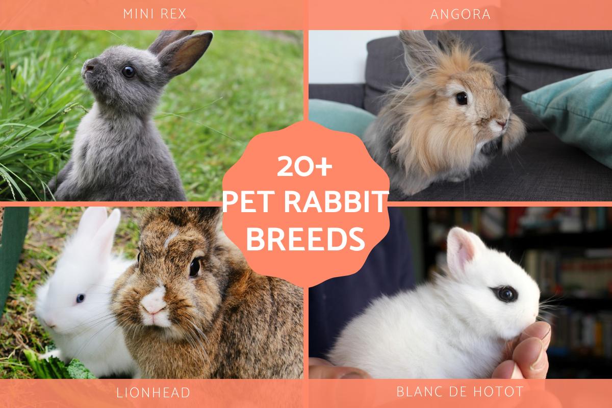 Pet Rabbit Breeds With Photos
