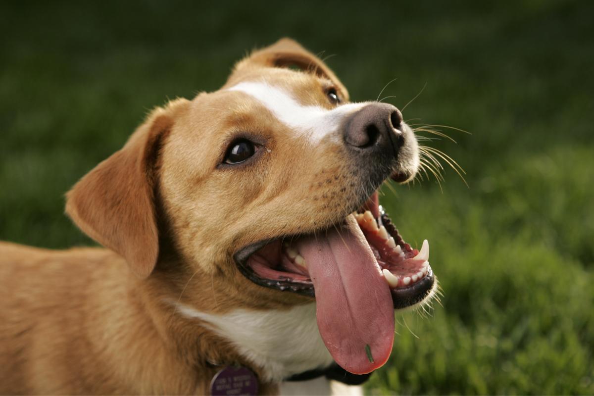 Why Your Dog Sticks Out Their Tongue