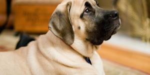 Differences between English, French and Spanish Mastiffs