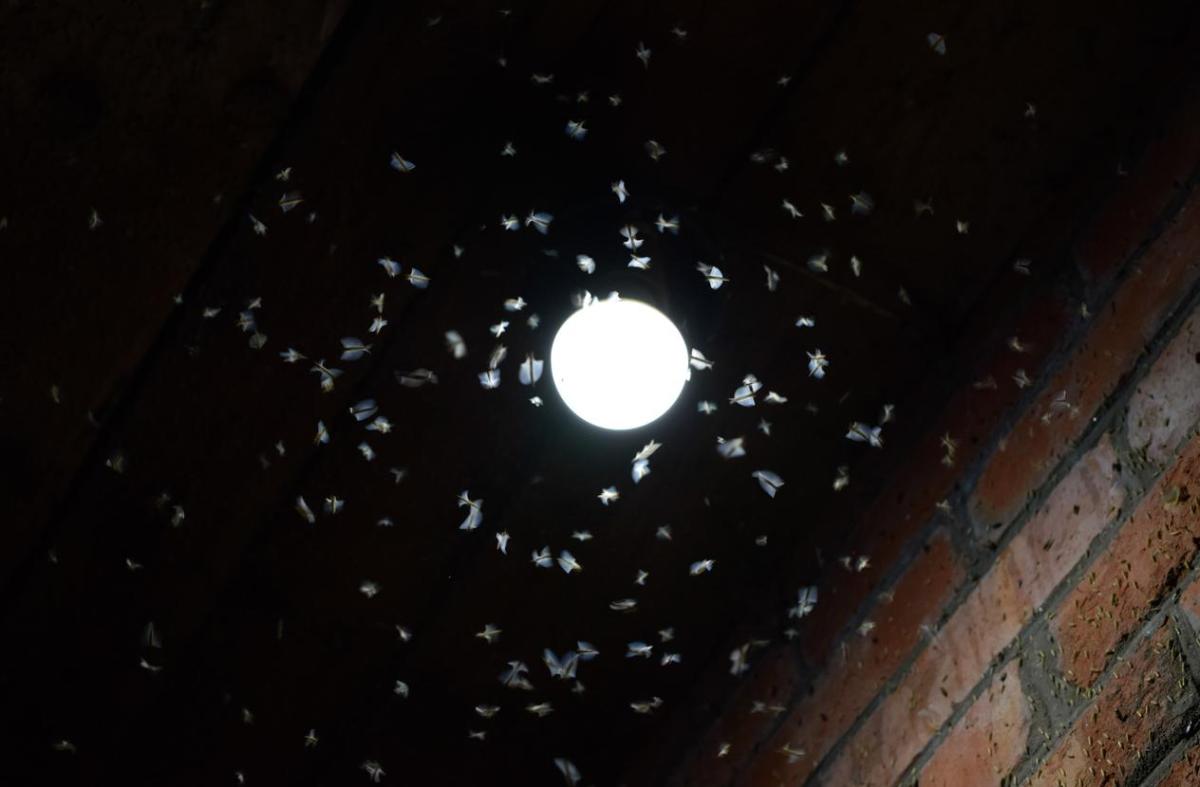 Why Are Bugs Attracted to Light?