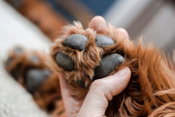 How to Repair Your Dog's Paw Pads at Home