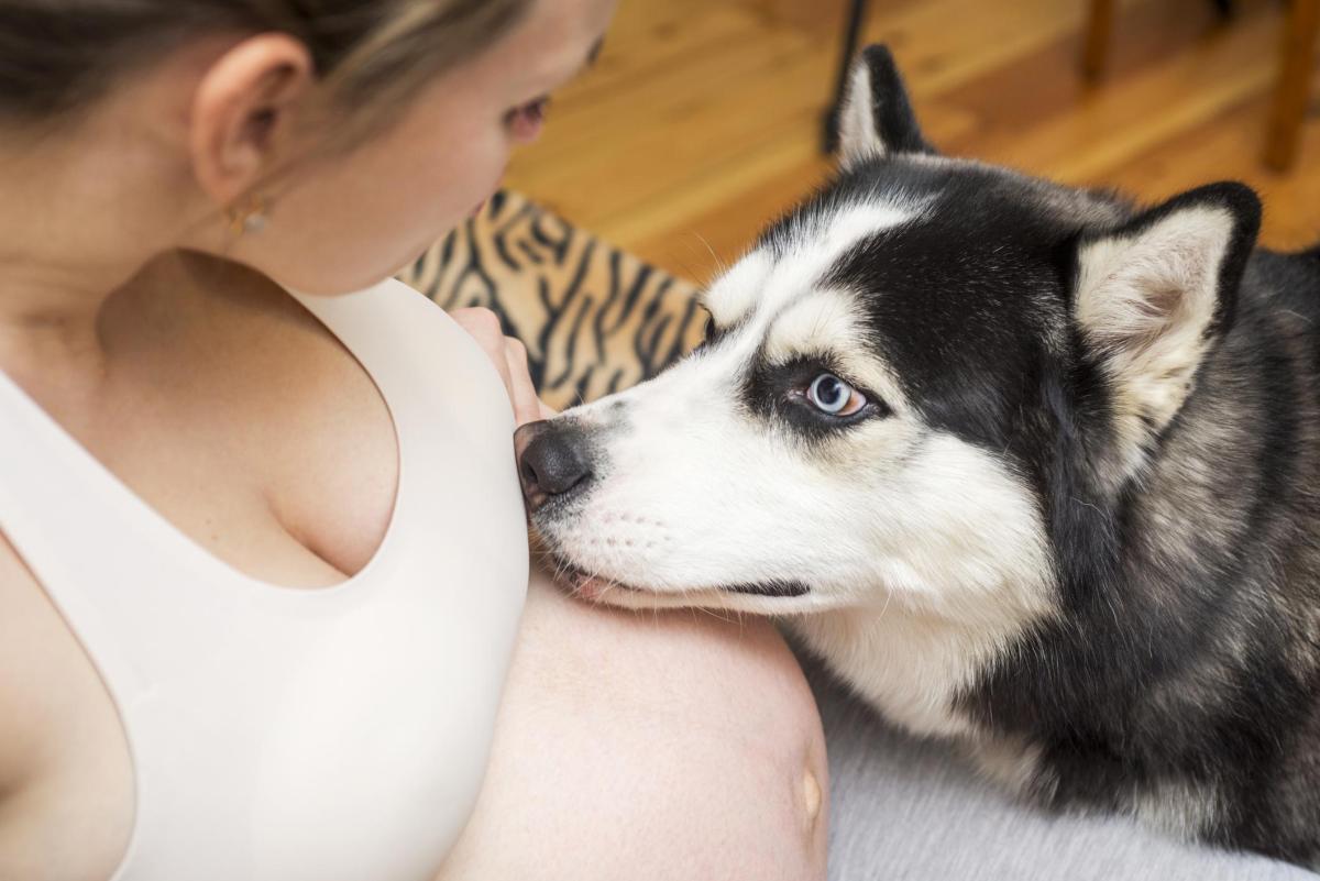 My Dog Won't Leave My Side When I Am Pregnant