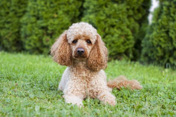 Least Expensive Dog Breeds - 10. Medium Poodle