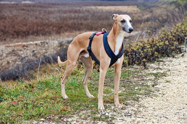 Least Expensive Dog Breeds - 2. Greyhound