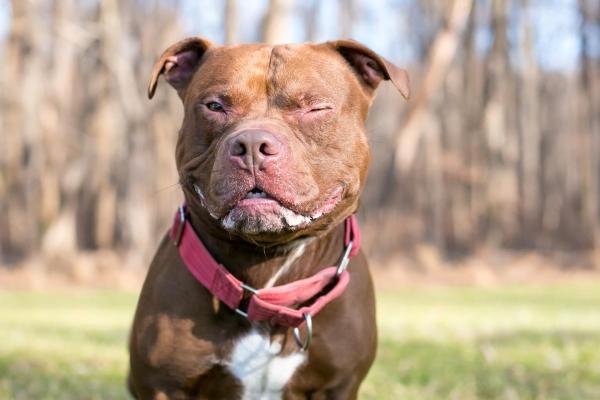 Least Expensive Dog Breeds - 3. Pit Bull dogs