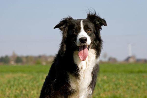 Least Expensive Dog Breeds - 4. Border collie