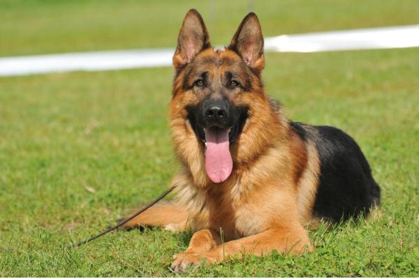 Least Expensive Dog Breeds - 5. German Shepherd