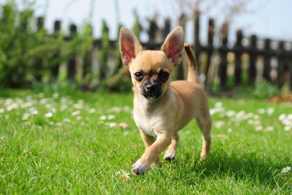 Least Expensive Dog Breeds - 6. Chihuahua