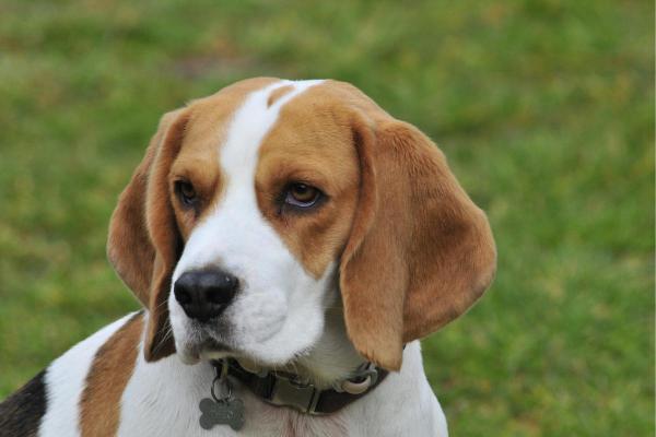 Least Expensive Dog Breeds - 7. Beagle