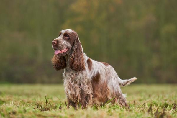 Least Expensive Dog Breeds - 8. English Cocker Spaniel