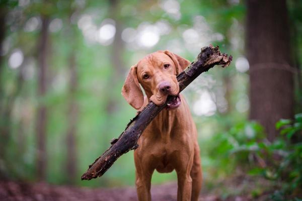 Least Expensive Dog Breeds - 9. Vizsla
