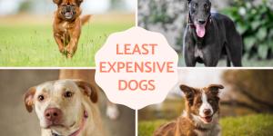 Least Expensive Dog Breeds