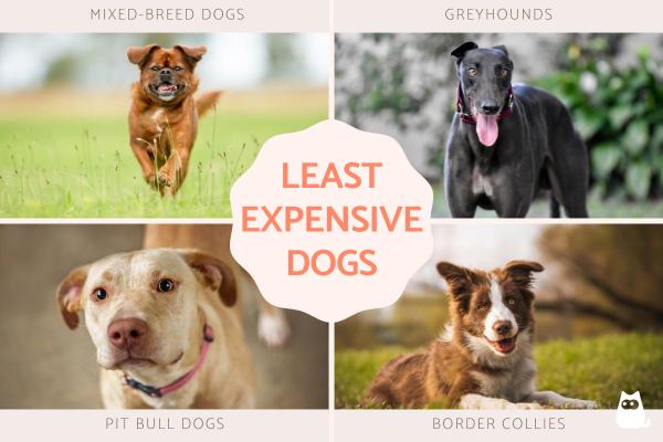 Least Expensive Dog Breeds