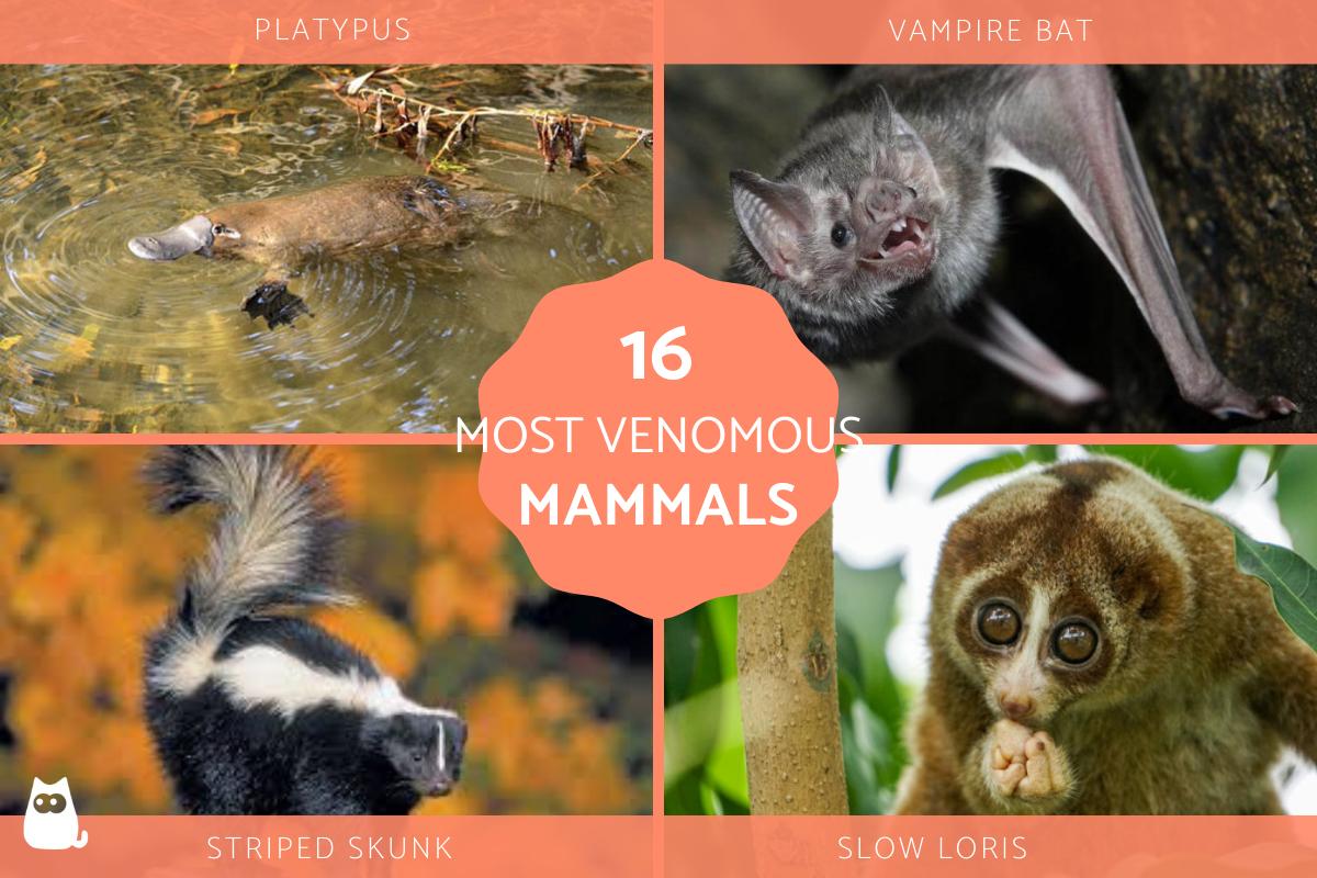 Most Venomous Mammals in the World List