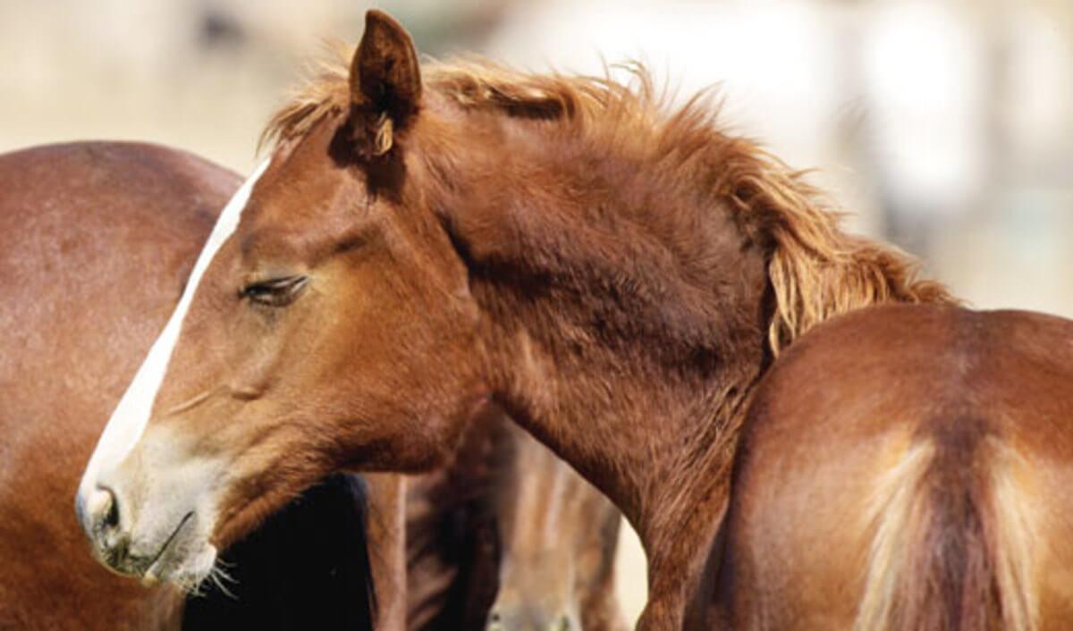 My Horse Has Swollen Lymph Nodes