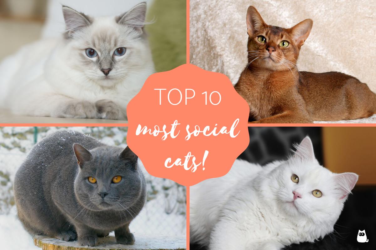 10 Most Social Cat Breeds - Friendly and Affectionate!