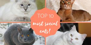 10 Most Social Cat Breeds - Friendly and Affectionate!