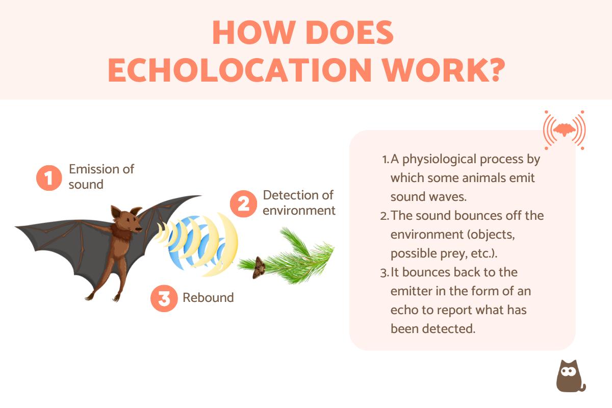 Animals That Use Echolocation - List of Examples