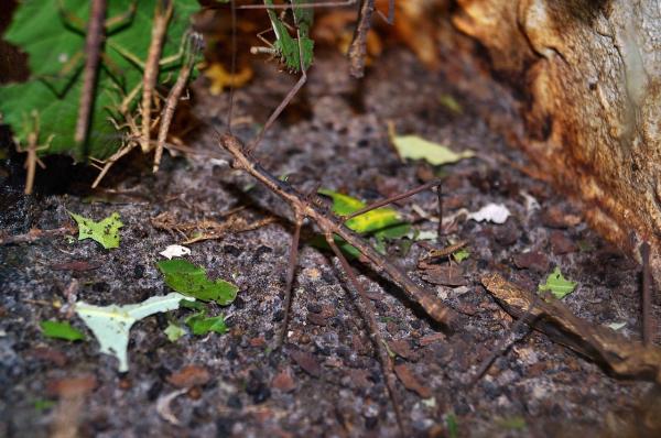 Types of Stick Insects - Characteristics of Stick Bugs - Characteristics of stick insects