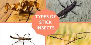Types of Stick Insects - Characteristics of Stick Bugs