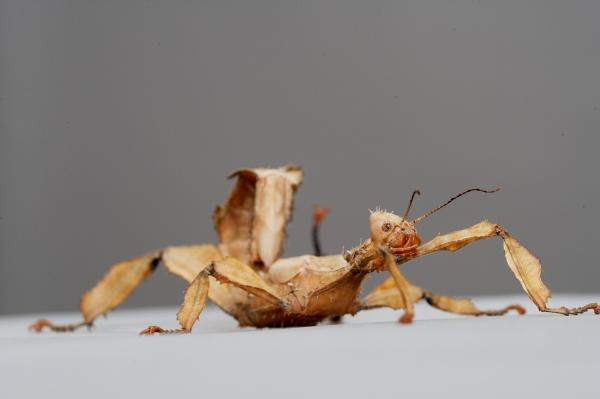 Types of Stick Insects - Characteristics of Stick Bugs - What do stick insects eat?