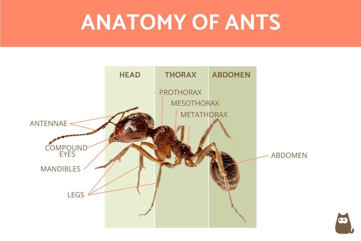 Body Parts of an Ant - Ant Anatomy