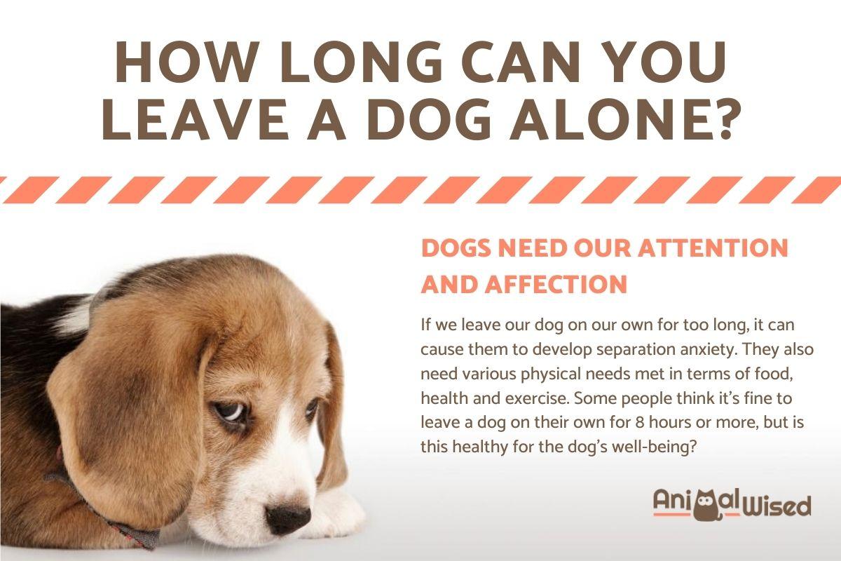 How Long Can You Leave a Dog Alone?