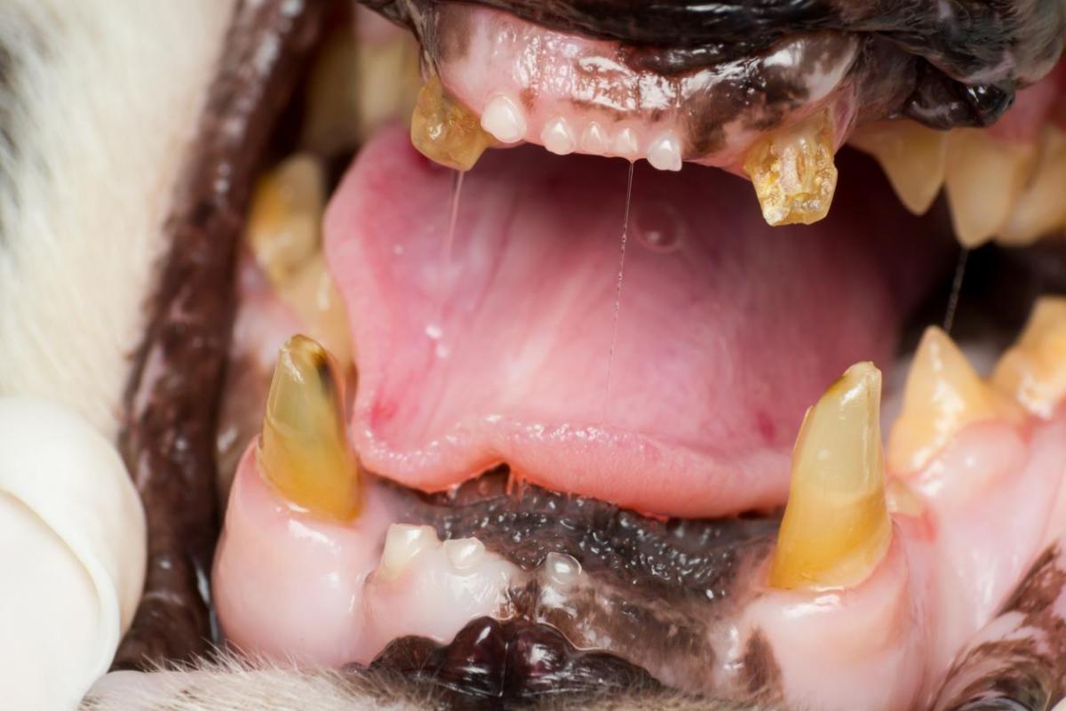 My Cat Has Yellow Teeth