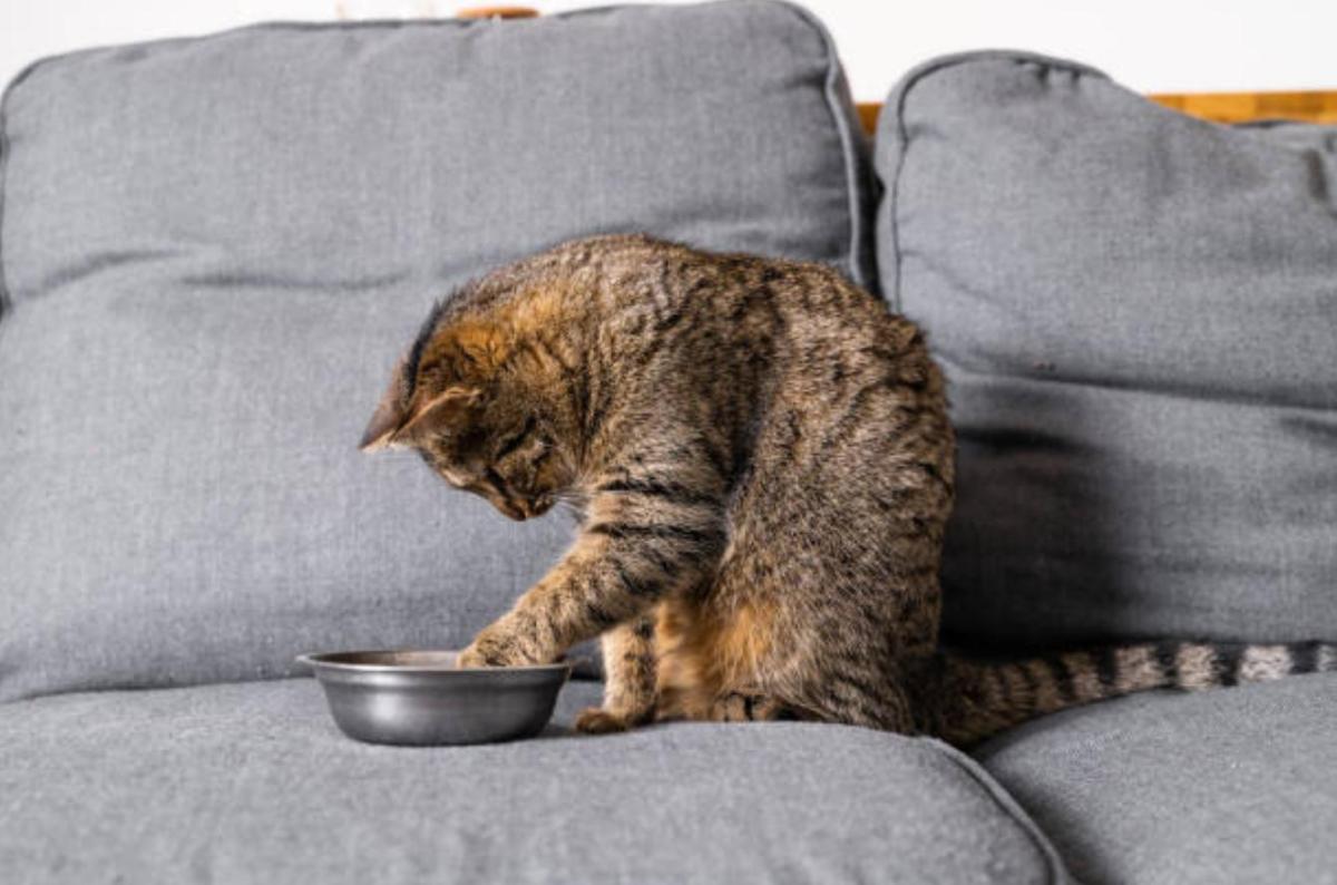 My Cat Is Throwing Up Undigested Food But Acting Normal