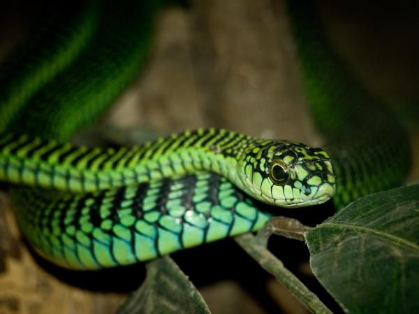 What is the Difference Between a Colubrid and a Snake? - What is a colubrid?