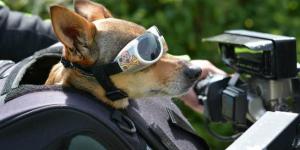 Dogs Riding on Motorcycles - Is it Safe?