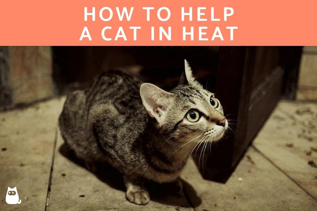 How to Help a Cat in Heat