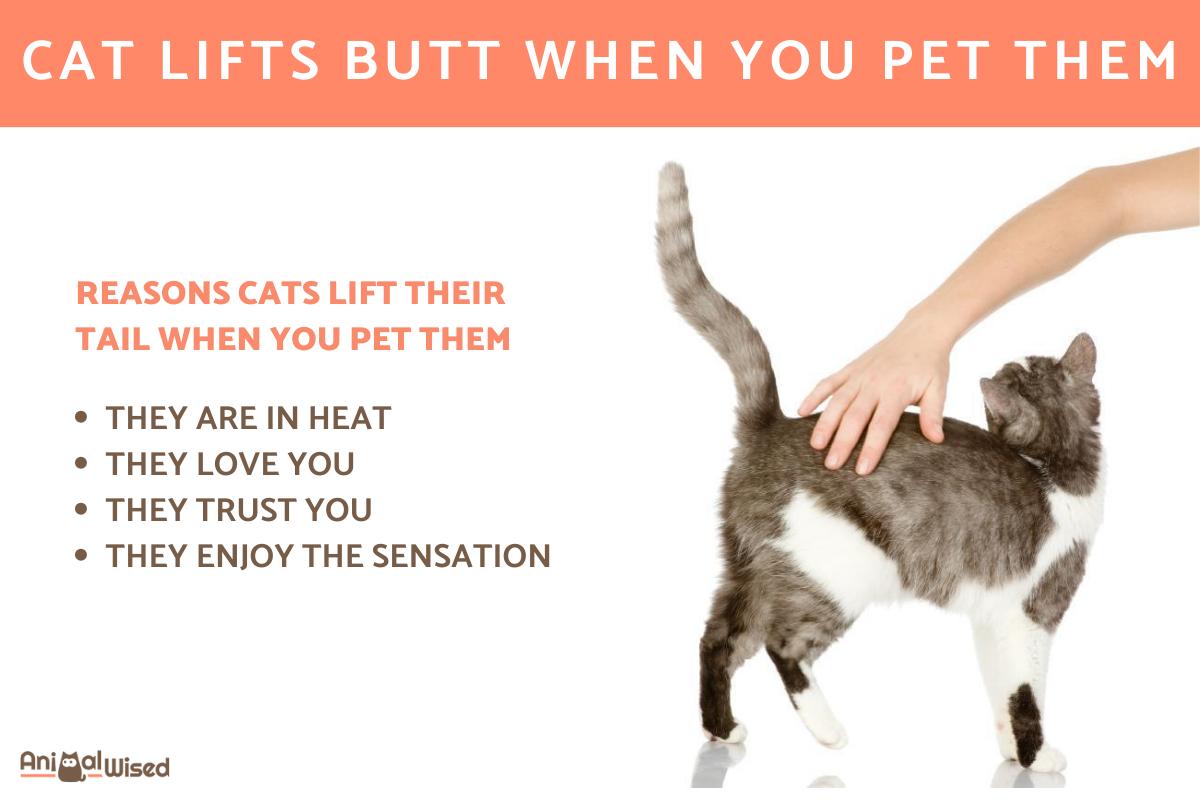 Why Do Cats Raise Their Butts When You Pet Them?