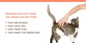 Why Do Cats Raise Their Butts When You Pet Them?