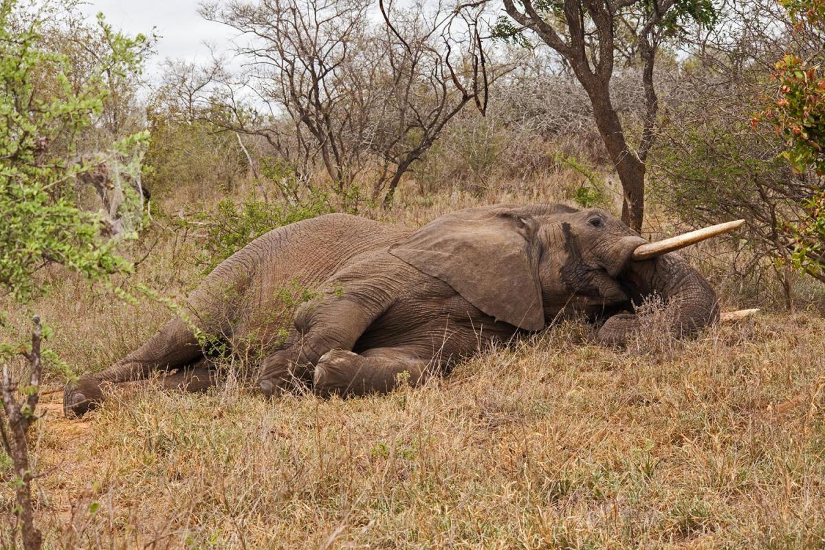 How Do Elephants Sleep?