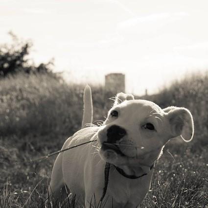 How Much and How Often Should I Feed My Dog - How often should I feed my puppy?