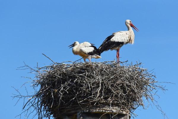 Why Do Storks Kill Their Young? - Do storks kill their young?