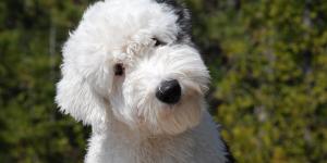 Old Man and Old Lady Names for Dogs