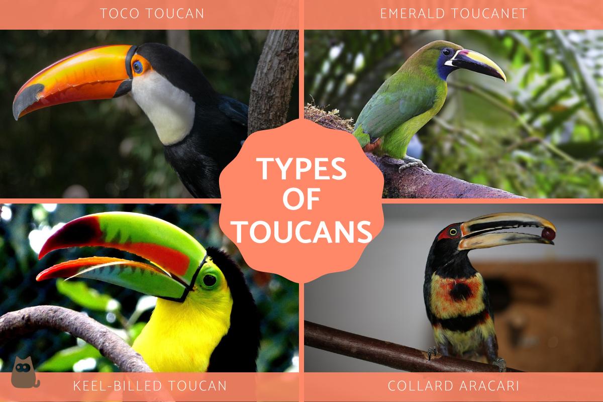 Types Of Toucans Different Toucan Species With Photos Types Of Toucans Different Toucan Species With Photos
