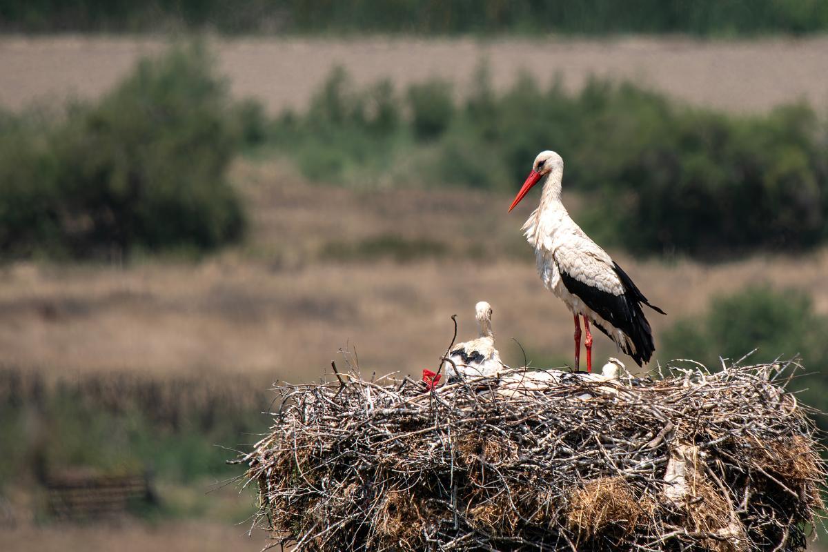 Why Do Storks Kill Their Young?
