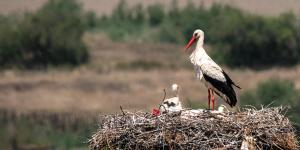 Why Do Storks Kill Their Young?