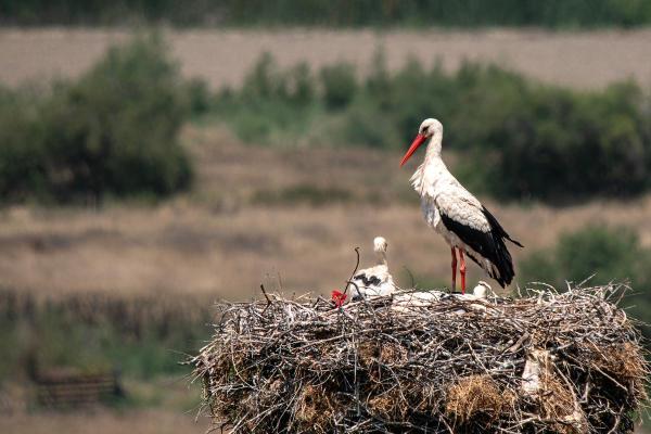Why Do Storks Kill Their Young?