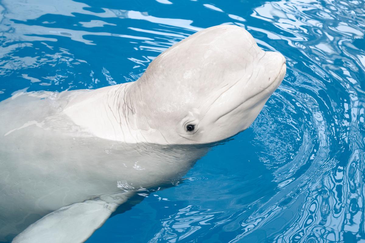 How Do Whales Sleep?